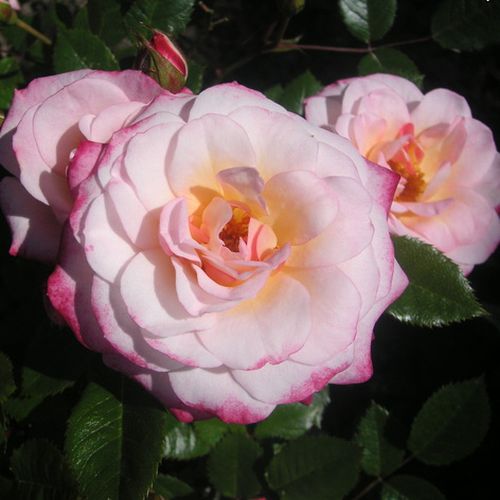 Gärtnerei - Rosa Portofino™ - rosa - zwergrosen - diskret duftend - Michel Adam - -